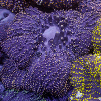 Gold Tip Merten’s Carpet Anemone
