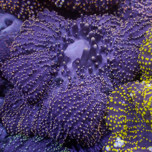 Gold Tip Merten’s Carpet Anemone