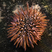 Brown Rock-Boring Urchin
