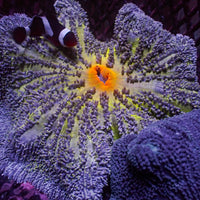 WYSIWYG Orange Mouth Purple Haddoni Carpet Anemone (5-7")