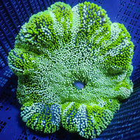 Neon Peppermint Haddoni Carpet Anemone