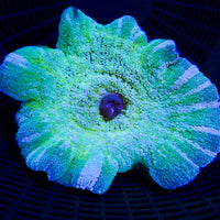 Neon Peppermint Haddoni Carpet Anemone
