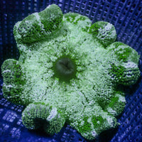 Jade Peppermint Haddoni Carpet Anemone
