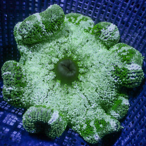Jade Peppermint Haddoni Carpet Anemone