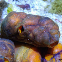 Monkey Sea Squirt
