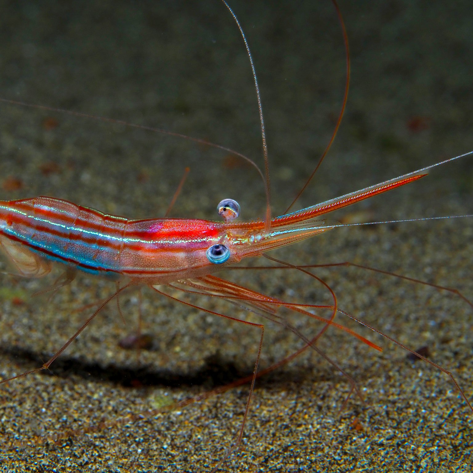 Narwal Shrimp