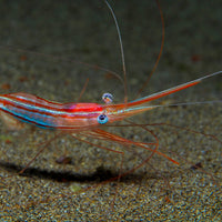Narwal shrimp