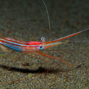 Narwal shrimp
