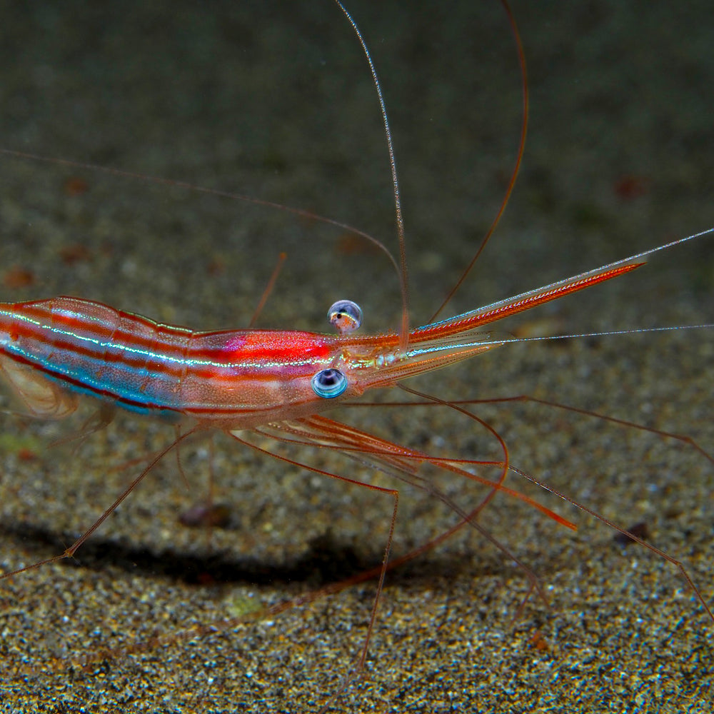 Narwal shrimp
