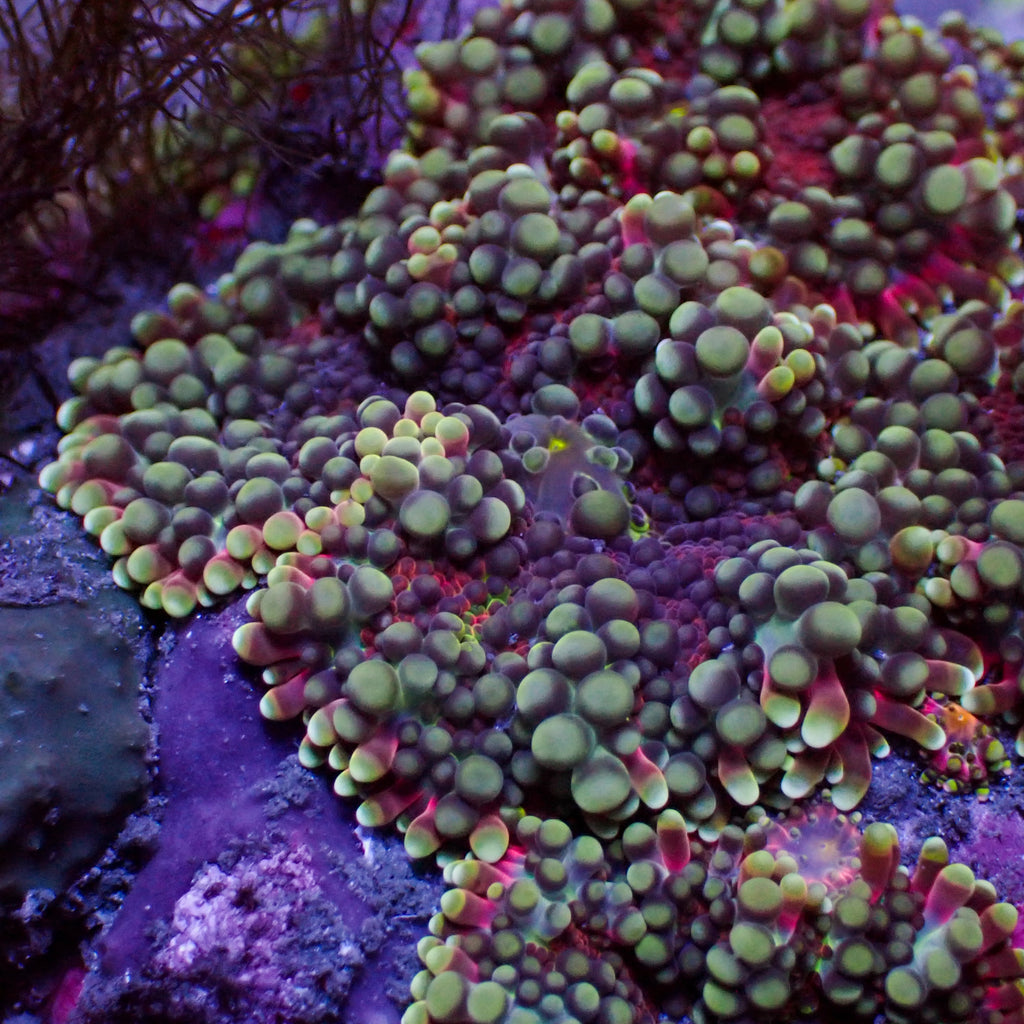 Passion Wine Yuma Mushroom - Corals Anonymous