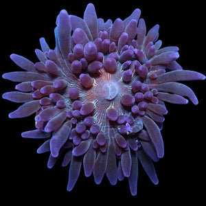 WYSIWYG Rare Aussie Purple Malu Sebae Anemone (1.5-2”)