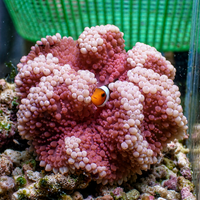 WYSIWYG XL Berry n' Cream Sebae Anemone (Rare, 7-9")
