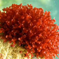 Ruby Moss Macroalgae