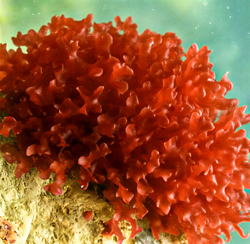 Ruby Moss Macroalgae