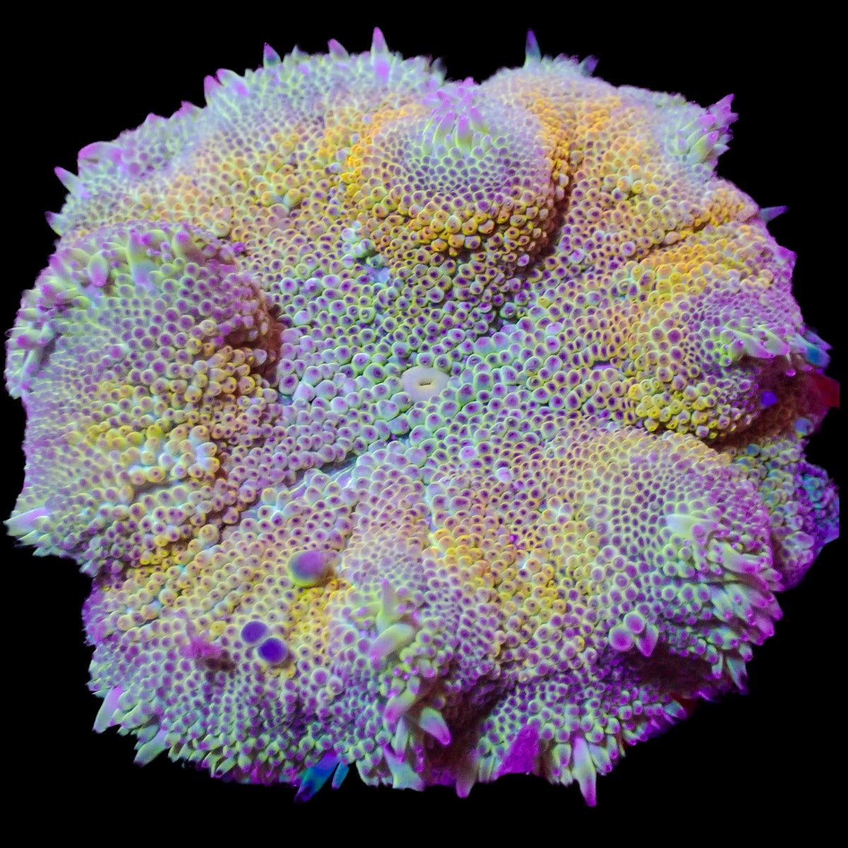 WYSIWYG Tropic Rainbow Ultra Maxi Mini Carpet Anemone (2-3