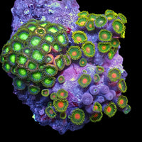 WYSIWYG Radioactive Dragon Eyes Multicolor Ultra Zoa Colony (55+ polyps)