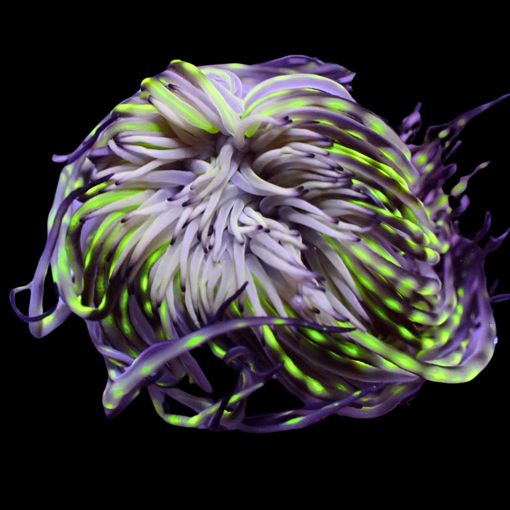 Green Laser Ghost Tube Anemone