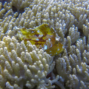 Cladiella Soft Coral Colony (2-3”)