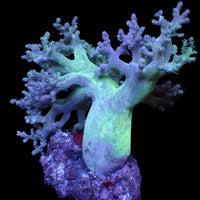 WYSIWYG XL Emerald Green Kenya Tree Soft Coral Mother Colony (4-6")