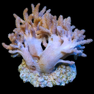 WYSIWYG XL Triple Peach Kenya Tree Soft Coral Mother Colony (4-6")