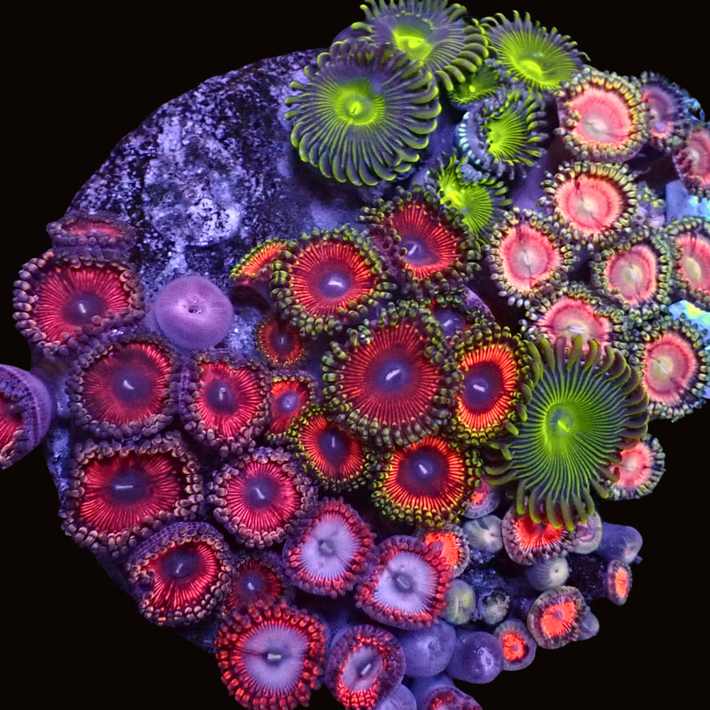 WYSIWYG Ultra Rainbow Multicolor Zoa Colony (40+ polyps)