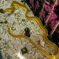 WYSIWYG Yellow Ghost Ribbon Eel Eel (20-25")
