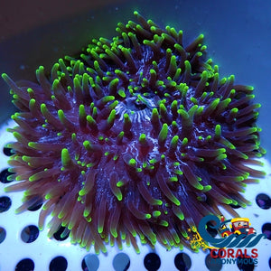 Acid Trip Long Tentacle Anemone (3-5) Anemone