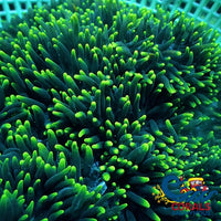 Acid Trip Long Tentacle Anemone (3-5) Anemone
