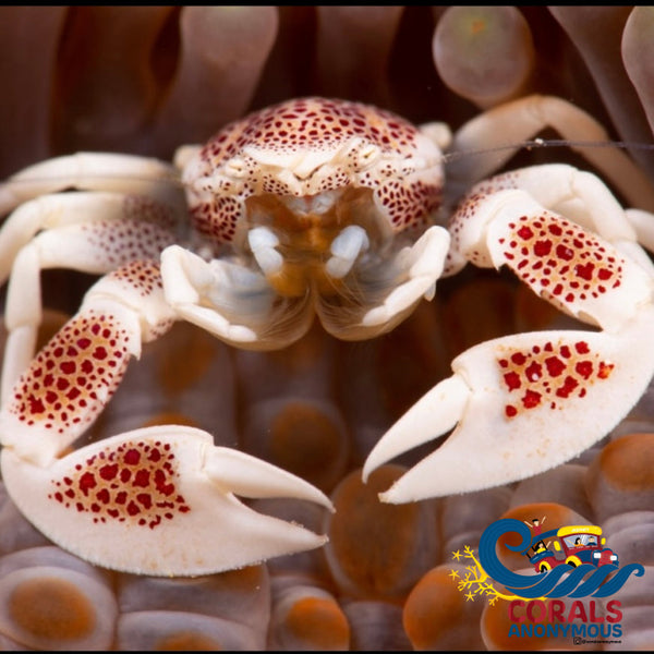 Anemone Crab Crab