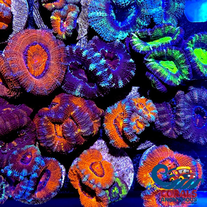 Assorted Acans Frag Pack Acans