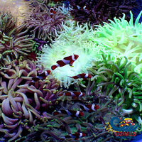 Assorted Long Tentacle Anemones (3 Anemones) Longtentacleanemone