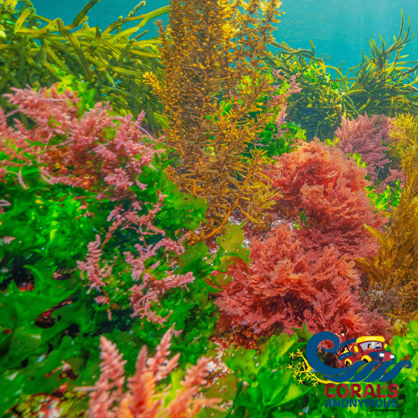 Assorted Macroalgae Red & Green (Holiday Special!) Gorgonian