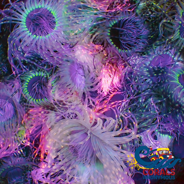 Assorted Tube Anemones (3 Tube Anemones) | Corals Anonymous