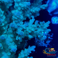 Aussie Aqua Flush Acropora (1 Frag) Acropora