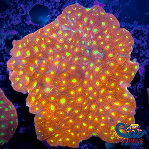 Aussie Atomic War Coral Favites (0.5-1 Frag) Favites