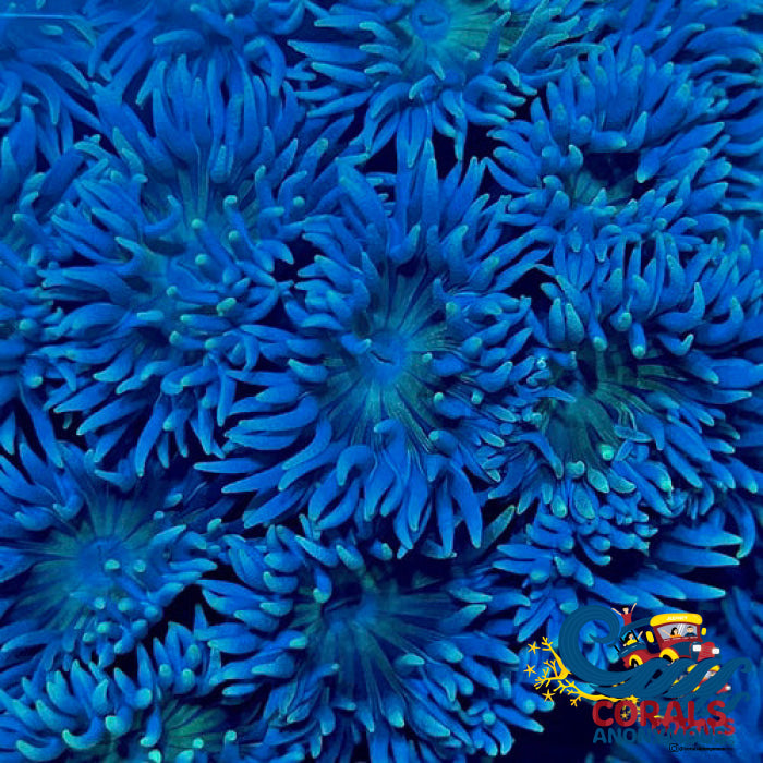 Aussie Blue Duncan Lps (3-4 Polyps) Duncan