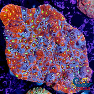 Aussie Cosmos War Coral Favites (0.5-1 Frag) Favites