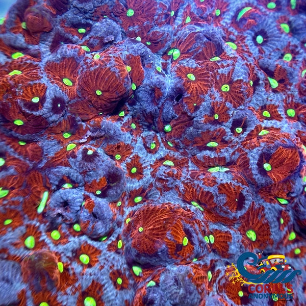 Aussie Cosmos War Coral Favites (0.5-1 Frag) Favites