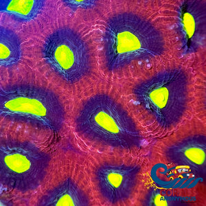 Aussie Dragon Soul Favia (2-3 Polyps) Favia