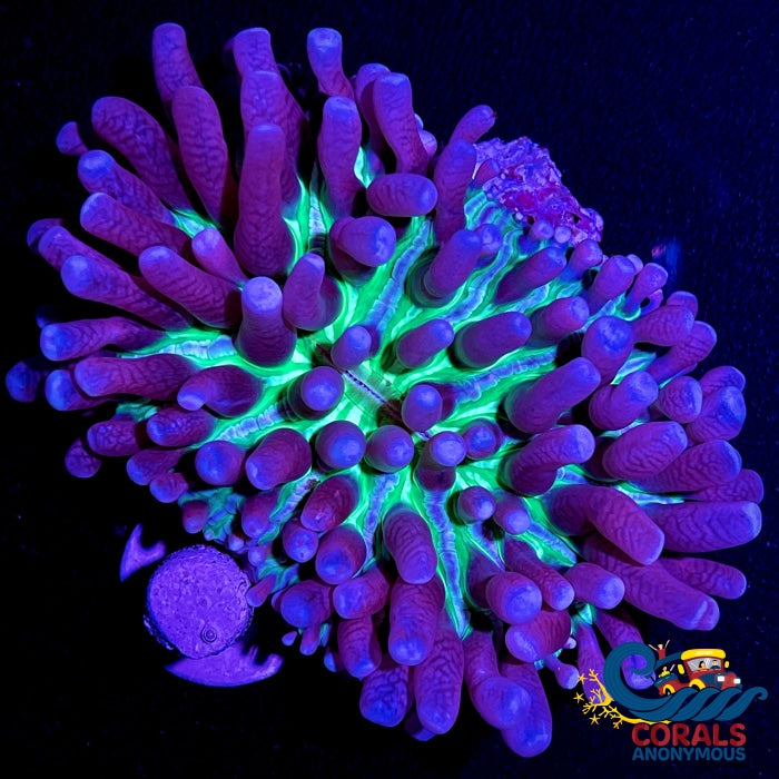 Aussie Green Mouth Purple Long Tentacle Fungia Plate (2-4) Plate