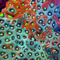 aussie inferno tide war coral favites 2
