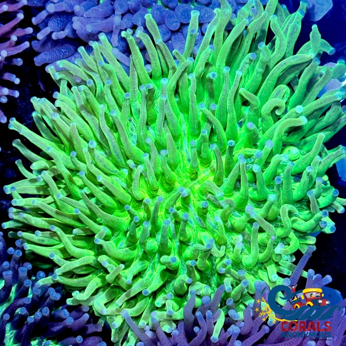Aussie Neon Green Long Tentacle Fungia Plate (4-5) Plate