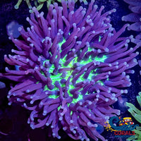 Aussie Neon Green Mouth Purple Long Tentacle Fungia Plate (4-5) Plate
