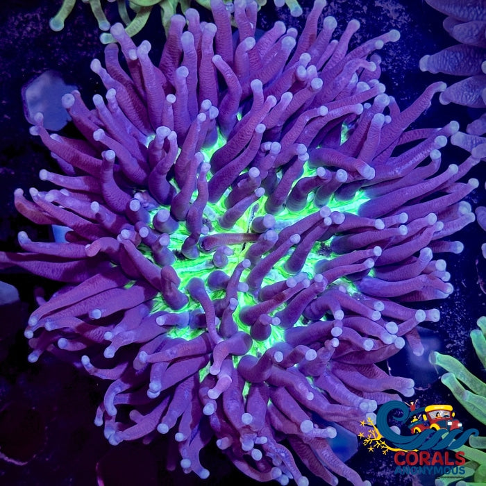 Aussie Neon Green Mouth Purple Long Tentacle Fungia Plate (4-5) Plate