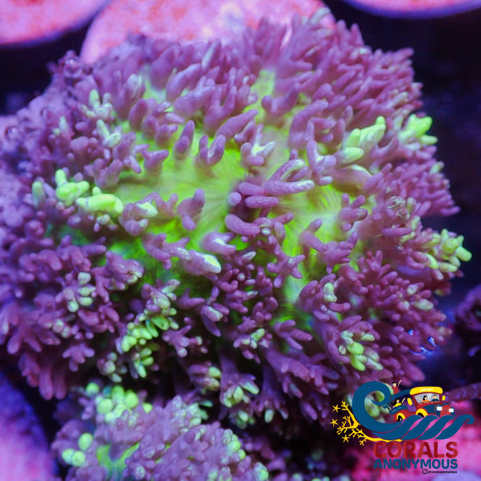 aussie neon mystic magic carpet mushroom