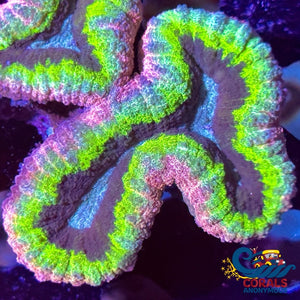 Aussie Pink Sunrise Lobophyllia Lobophyllia