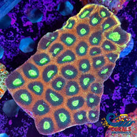 Aussie Tropic Jade Favia (2-3 Polyps) Favia