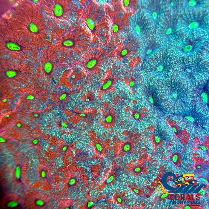 Aussie Two Faced War Coral Favites (0.5-1 Frag) Favites