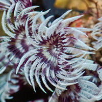 Mini Purple Orchid Feather Duster Worm (Self-Reproducing) - Corals Anonymous
