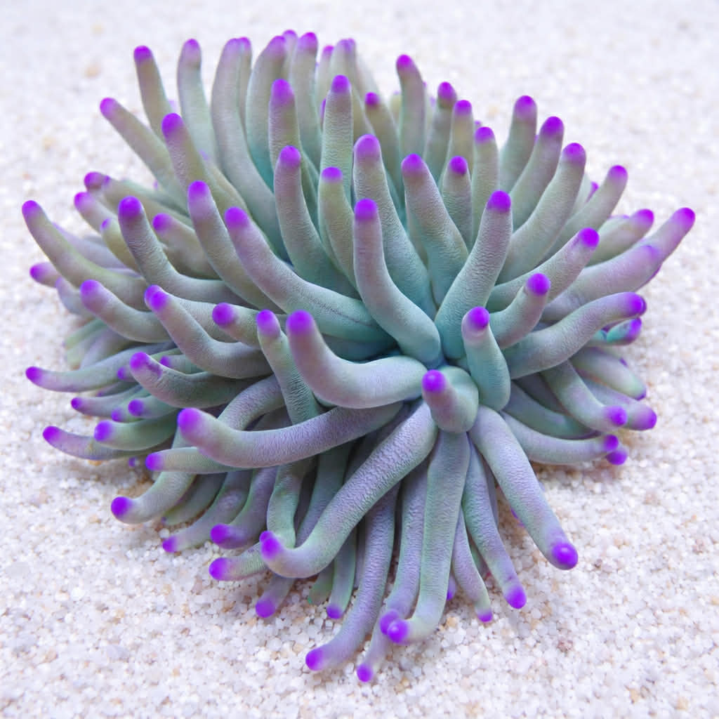 Purple Tip Green Condy Anemone - Corals Anonymous